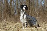 SETTER ANGLAIS 088